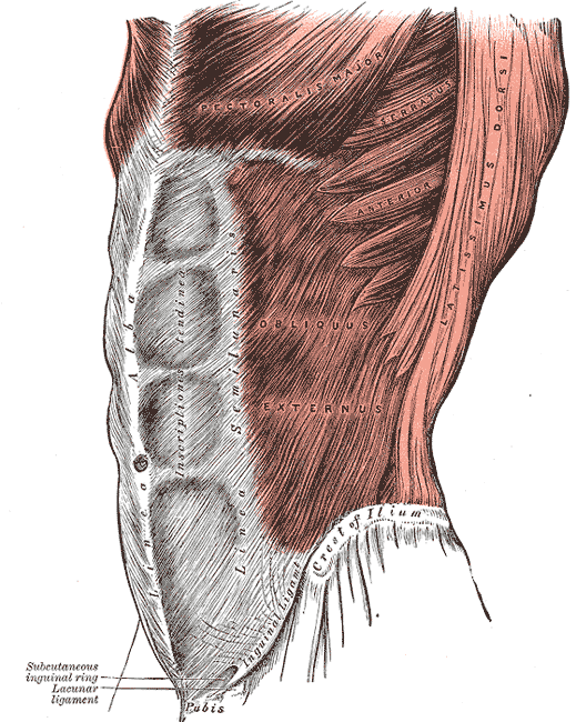 grays_anatomy_image392