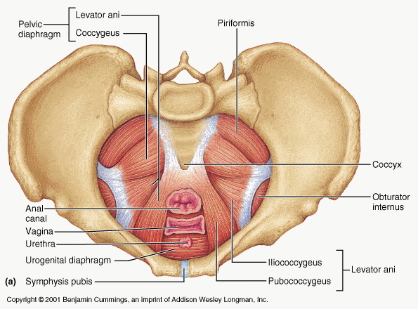 pelvic-floor